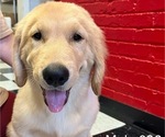 Puppy Male 096 Golden Retriever