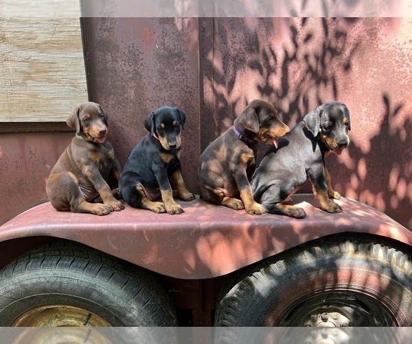 Medium Photo #2 Doberman Pinscher Puppy For Sale in BRINKLEY, AR, USA
