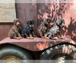 Small #1 Doberman Pinscher