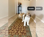 Small #5 Poovanese
