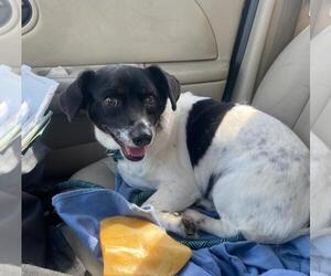 Bullet - Male Dorgi Dog for Adoption - Photo #7