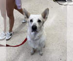 Small Photo #12 German Shepherd Dog-Unknown Mix Puppy For Sale in Fargo, ND, USA