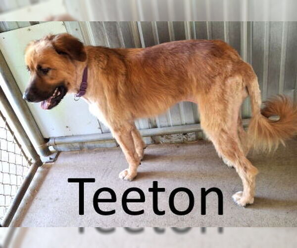Medium Photo #2 Leonberger-Retriever  Mix Puppy For Sale in Mountain View, AR, USA