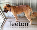 Small #1 Leonberger-Retriever  Mix