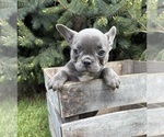 Small #1 French Bulldog