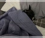 Small #2 Chihuahua Mix