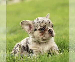 French Bulldog Puppy for sale in RONKS, PA, USA