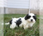 Small #1 Zuchon