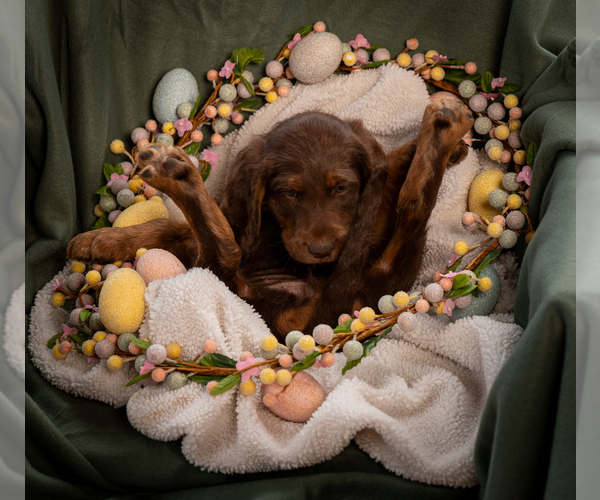 Medium Photo #7 Labradoodle Puppy For Sale in DEEPWATER, MO, USA