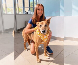 Luna - Female Mutt Dog for Adoption - Photo #2