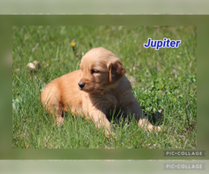 Golden Retriever Puppy for sale in MIDDLEBURG, PA, USA