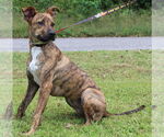 Small #2 Black Mouth Cur Mix