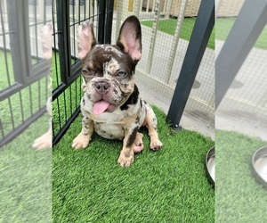 French Bulldog Puppy for sale in LAS VEGAS, NV, USA