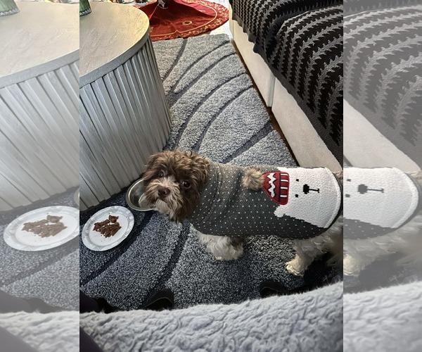 Medium Photo #2 Havanese Puppy For Sale in Rockaway, NJ, USA