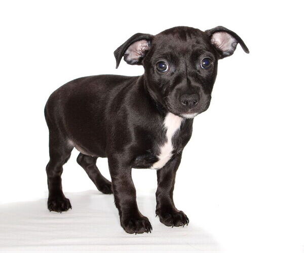 Medium Photo #2 Chiweenie Puppy For Sale in Oakland Park, FL, USA
