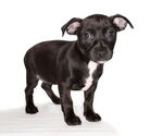 Small #1 Chiweenie