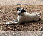 Small #1 German Wirehaired Pointer-Pointer Mix