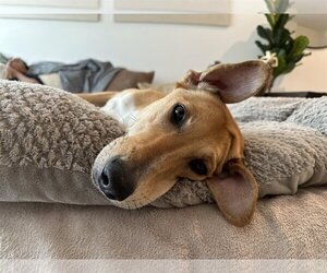Labrador Retriever-Saluki Mix Dogs for adoption in Washington, DC, USA