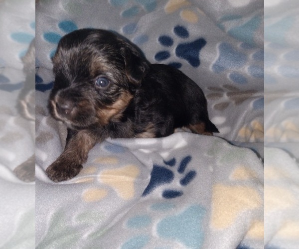 Medium Photo #4 Yorkshire Terrier Puppy For Sale in ATLANTA, GA, USA