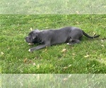 Small Photo #22 American Bully Puppy For Sale in OVERLAND, KS, USA