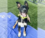 Small #4 German Shepherd Dog Mix