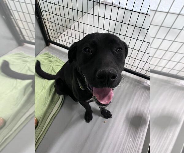 Medium Photo #1 Labrador Retriever-Unknown Mix Puppy For Sale in Calgary, Alberta, Canada