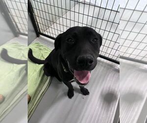 Labrador Retriever-Unknown Mix Dogs for adoption in Calgary, Alberta, Canada