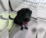 Small Labrador Retriever Mix