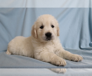 English Cream Golden Retriever Puppy for sale in SHILOH, OH, USA