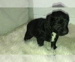 Small Photo #5 Aussiedoodle Miniature  Puppy For Sale in GOSHEN, IN, USA