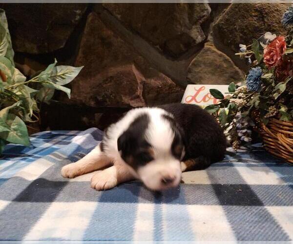 Medium Photo #1 Australian Shepherd Puppy For Sale in WESTFIELD, MA, USA