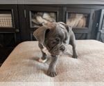 Small #6 Faux Frenchbo Bulldog