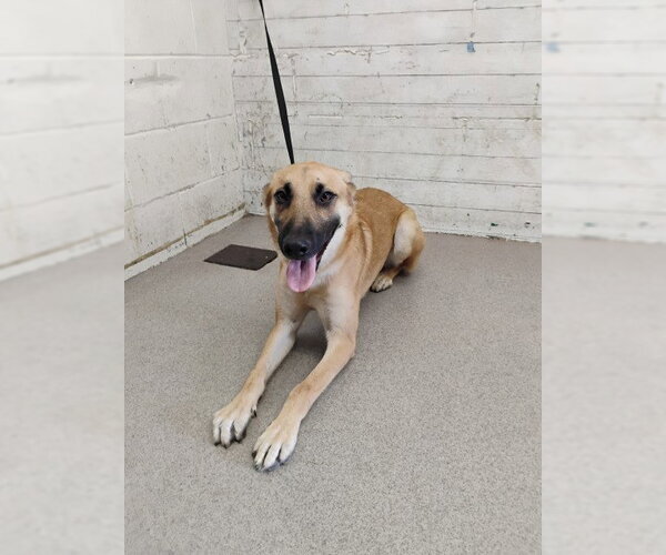 Medium Photo #1 German Shepherd Dog-Unknown Mix Puppy For Sale in San Bernardino, CA, USA