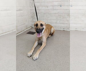 German Shepherd Dog-Unknown Mix Dogs for adoption in San Bernardino, CA, USA