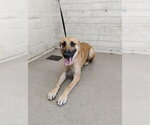 HAZELEE - Female German Shepherd Dog-Unknown Mix Dog for Adoption - Small photo