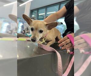 Chihuahua Dogs for adoption in San Martin, CA, USA