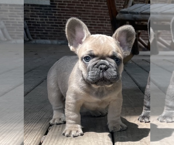Medium Photo #1 French Bulldog Puppy For Sale in KOKOMO, IN, USA