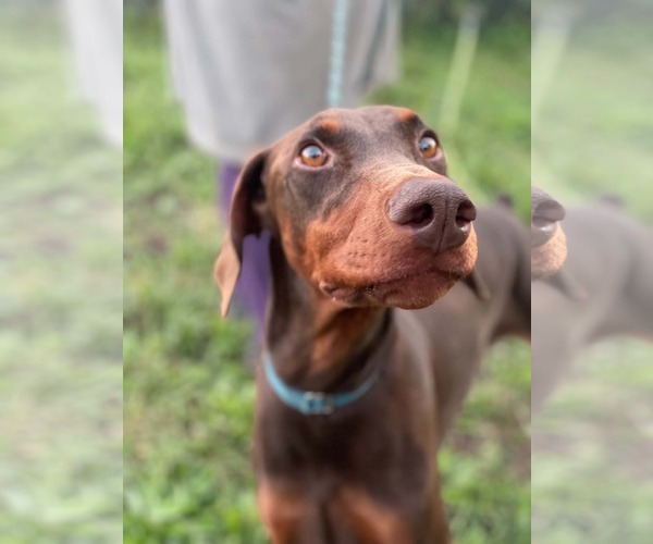 Medium Photo #1 Doberman Pinscher Puppy For Sale in Minneaoplis, MN, USA