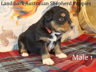 Australian Shepherd Puppy for sale in PEMBROKE, KY, USA