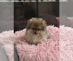 Small #5 Pomeranian