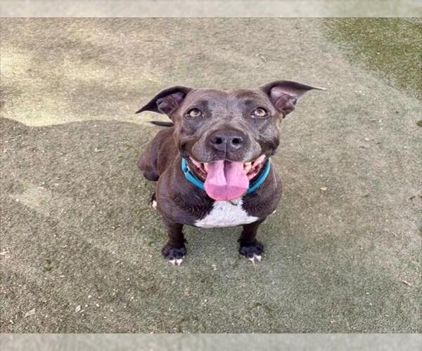Medium Photo #2 American Pit Bull Terrier-Unknown Mix Puppy For Sale in Las Vegas, NV, USA