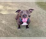 Small #1 American Pit Bull Terrier Mix