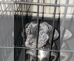 Small Photo #11 Bullmastiff Puppy For Sale in VICTORVILLE, CA, USA