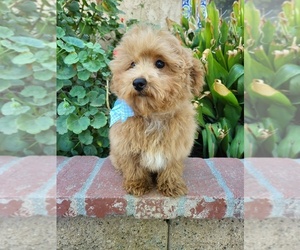 Maltipoo Puppy for sale in TEMECULA, CA, USA