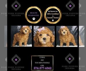 Poodle (Toy) Puppy for sale in WARSAW, IN, USA