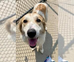 Great Pyrenees-Unknown Mix Dogs for adoption in Tulsa, OK, USA