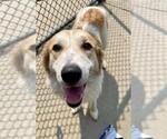 Small Great Pyrenees Mix