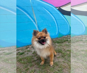 Pomeranian Dogs for adoption in Mount Pleasant, SC, USA