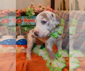 Great Dane Litter for sale in SPRAGGS, PA, USA