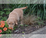 Small #2 Golden Retriever